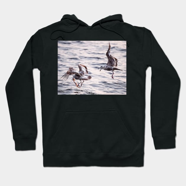 Fighting Gulls Hoodie by fparisi753